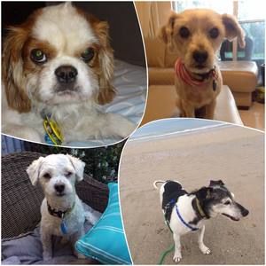 Meet your Posher, Lilly-mel